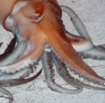 Squid